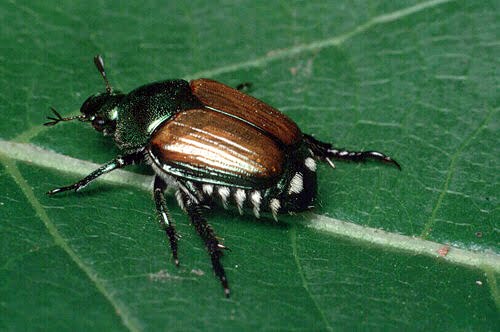 Something predators of the asian lady beetle there can You predators of the asian lady beetle