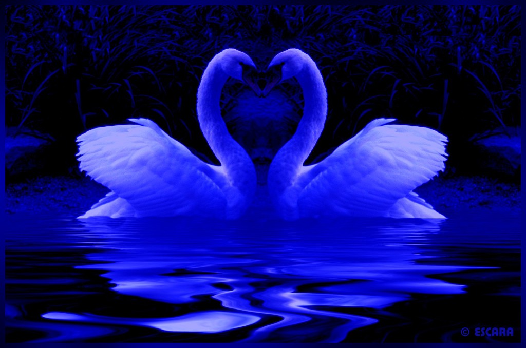 [Swans+in+Blue.jpg]