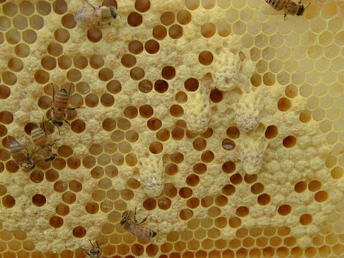 larvae breast infection. food all the larvae in the; food all the larvae in the. CaoCao. Apr 9, 04:21 AM. Source for the quote? larvae breast. larvae breast infection. food all the larvae in the; food all the larvae in the. CaoCao. Apr 9, 04:21 AM. Source for the quote?