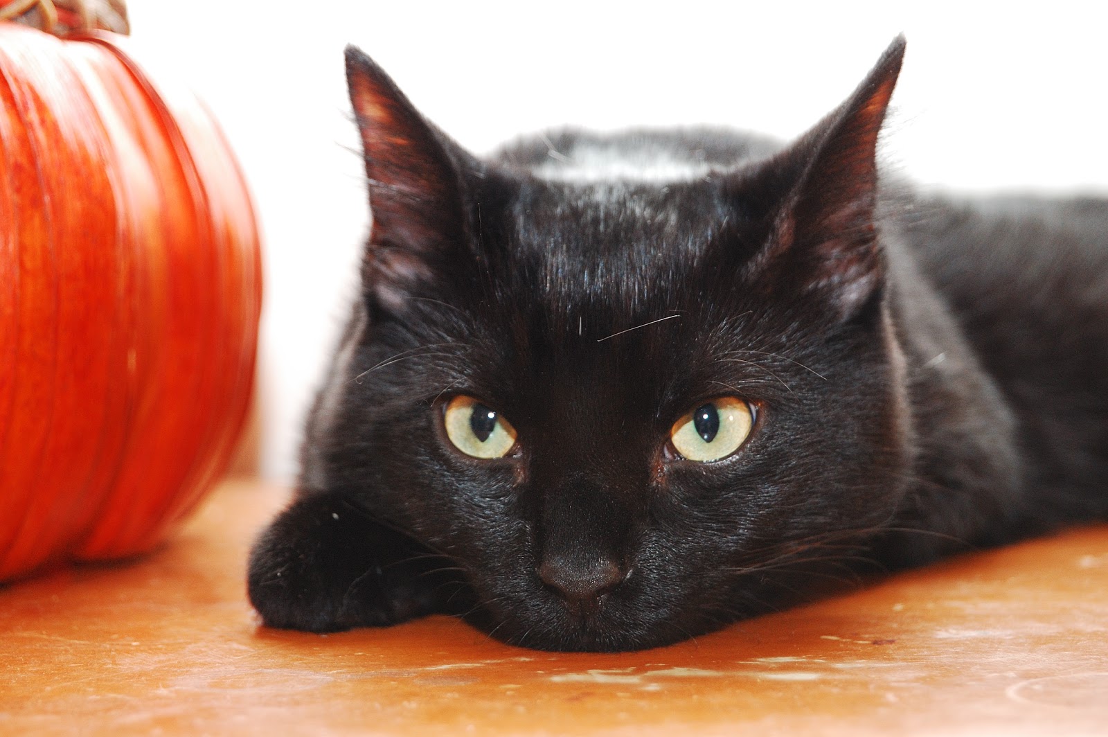raining cats and dogs: Why You Can't Adopt Black Cats on Halloween