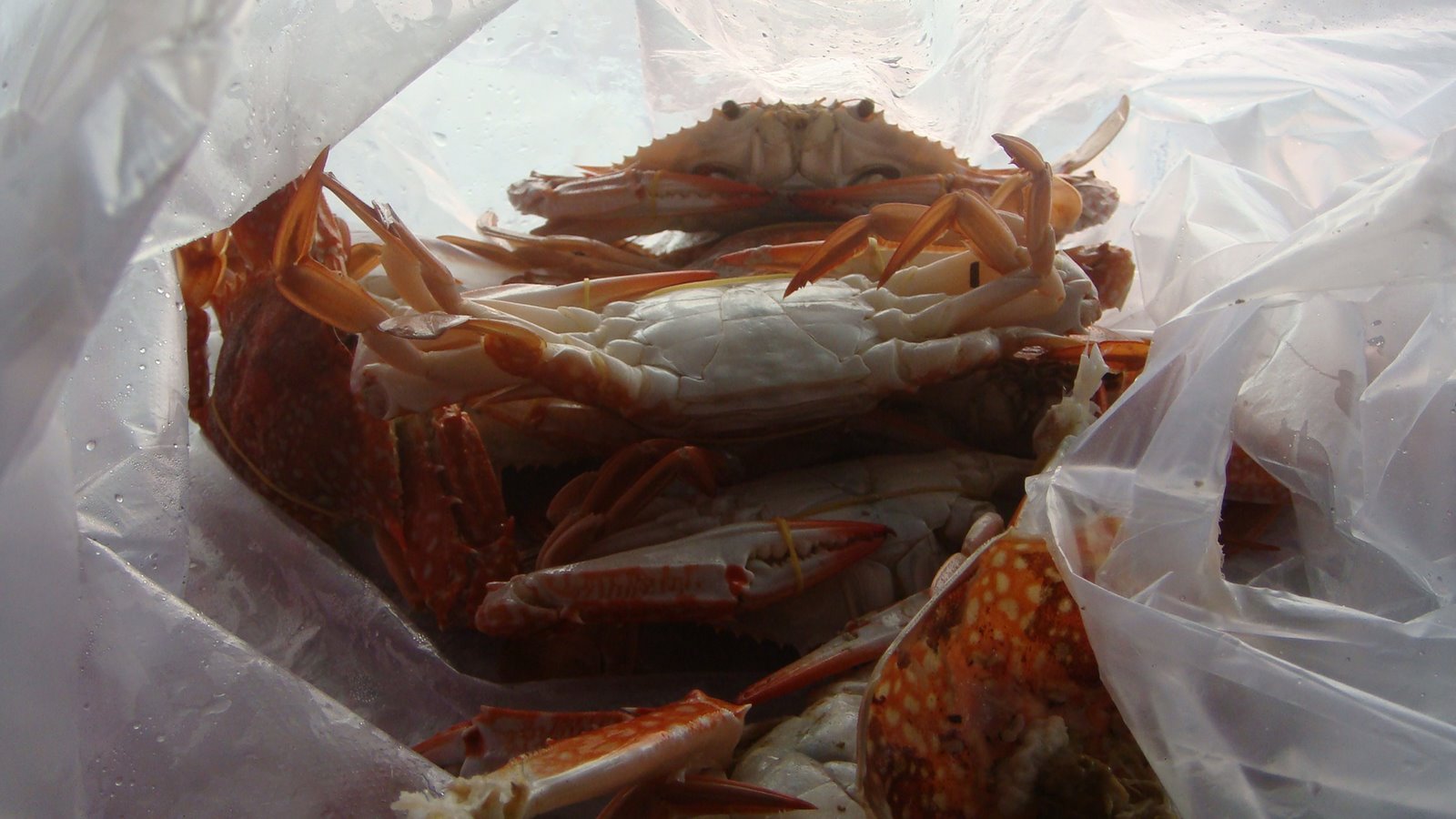 [DSC00566.JPG]