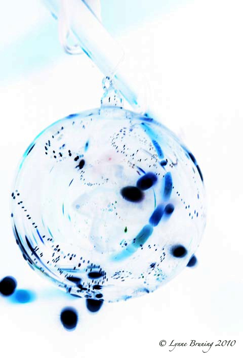 [Bauble+col+neg.jpg]