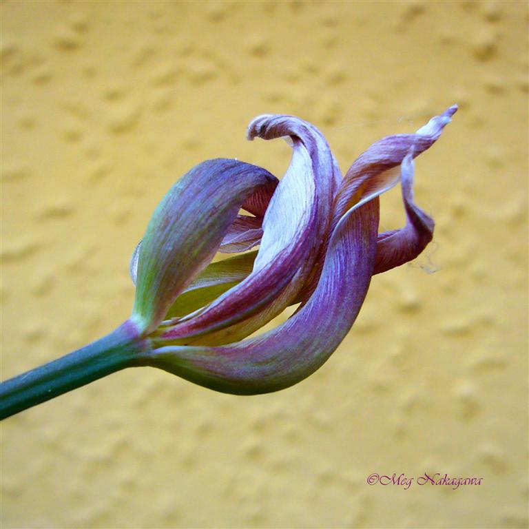 [pP1150068+(Large).JPG]