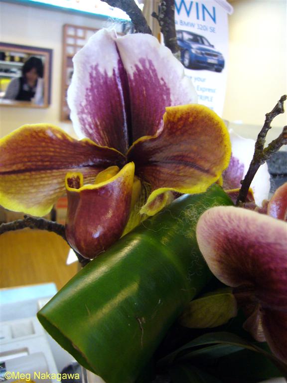 [P1190286+(Large).JPG]