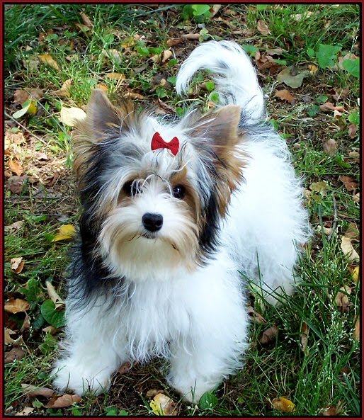 biewer vs yorkie biewer yorkie pictures breeds picture biewer vs yorkie biewer yorkie pictures breeds picture