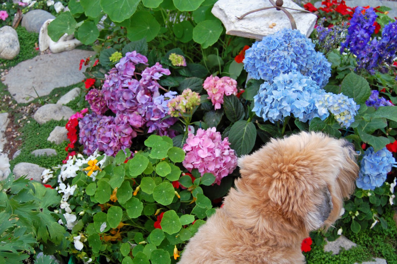 My Painted Garden: Hydrangea Inspirations