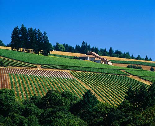 Domaine Drouhin