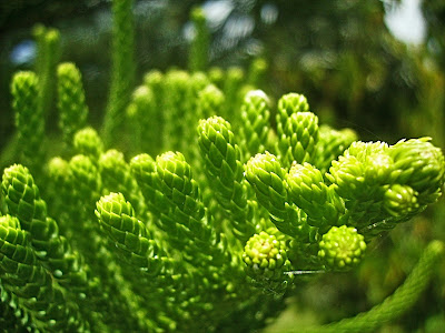 Pine tree details, Tagaytay, Philippines