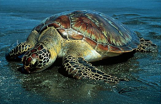 Sea Turtle Sea Turtle