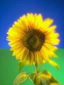 Girasole