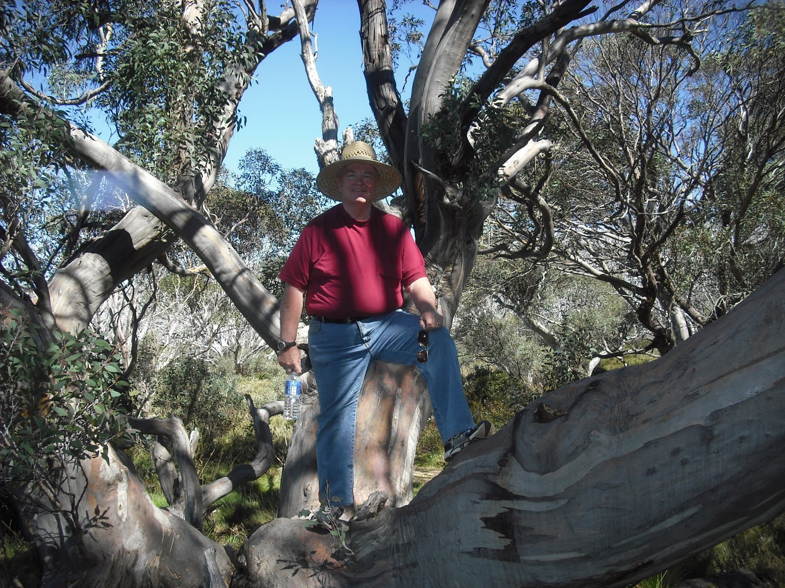 Snow Gum Tree