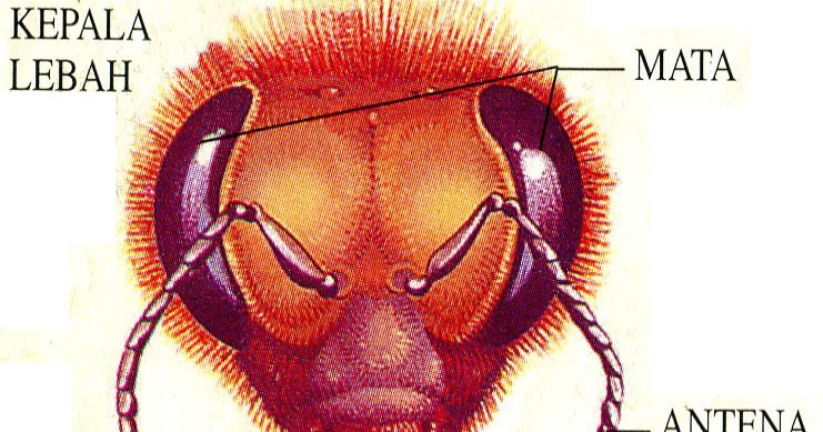 lebah56.blogspot.com: Lebah Serangga Sosial