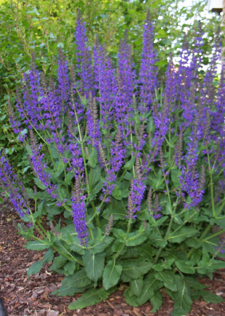 sacramento vegetable gardening