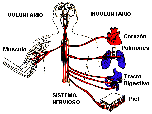 Sistema Nervioso Voluntario e Involuntario