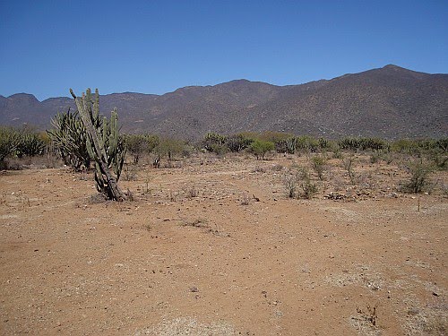 barren area