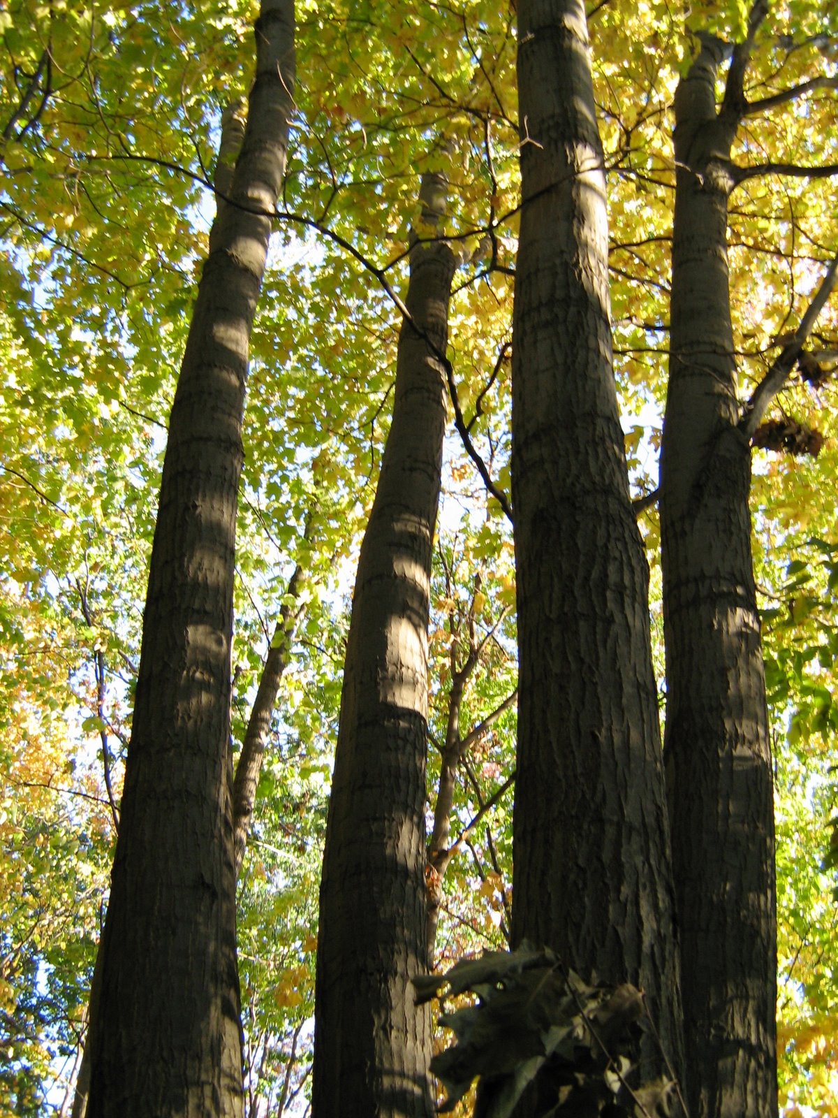 [trees.jpg]