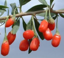 Goji Kirazı - Gojiberry