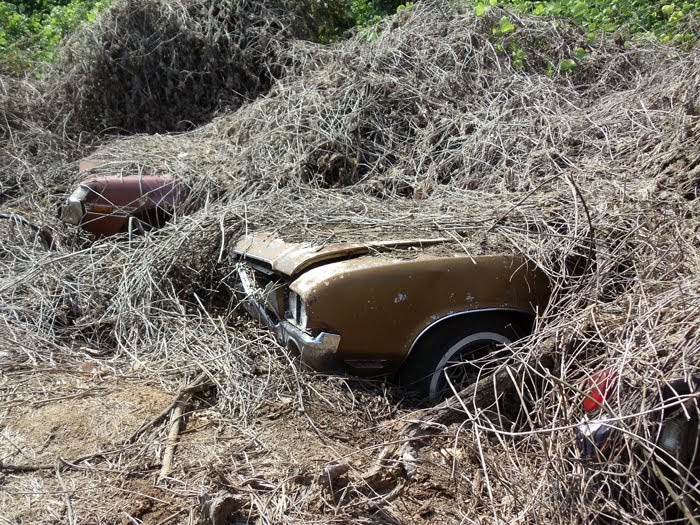 yards cars camaro junkyard classic barn finds 1967 kudzu junk muscle abandoned rods hunting near cutlass vehicles prison under