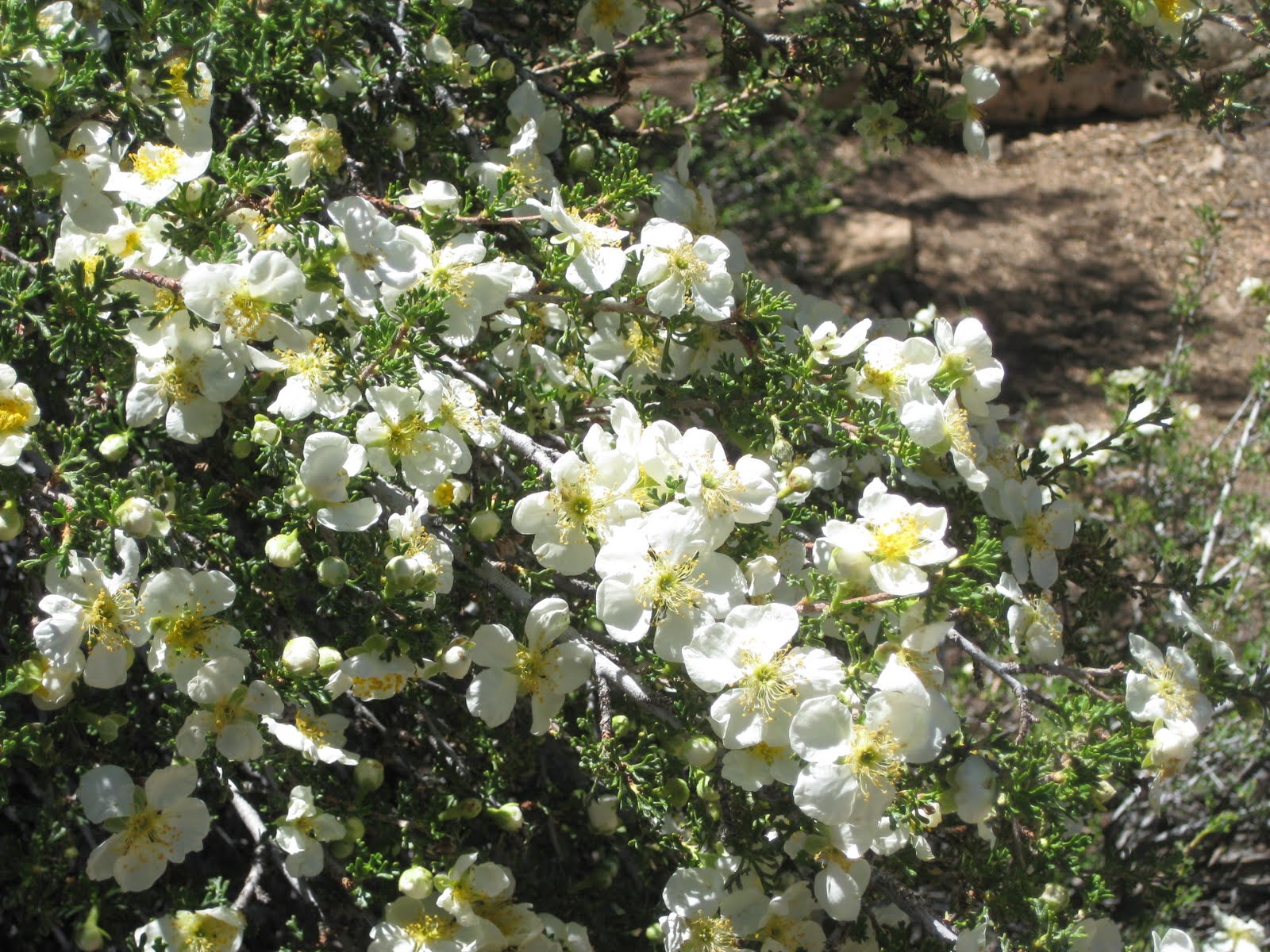 Never Frog Pond Cliffrose