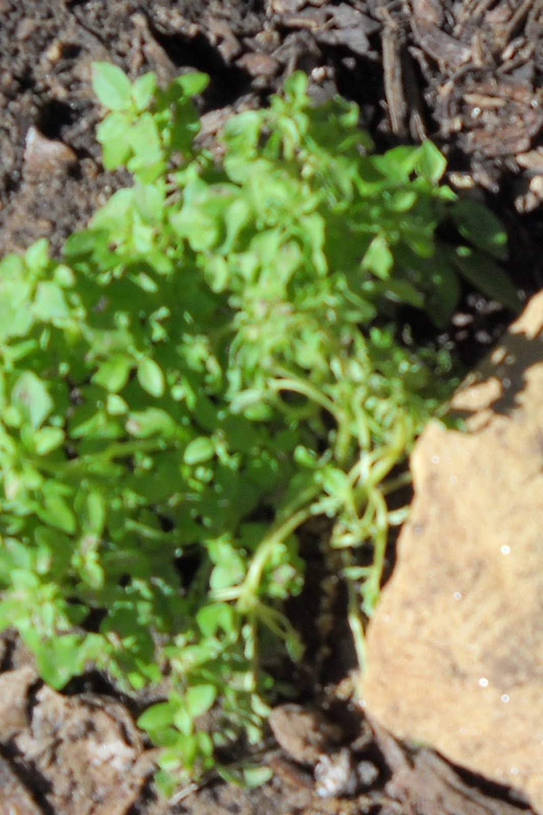 Healing Garden for Horses Healing Herb and Flower Garden