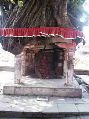 [DurgaTempleOvergrownWithPeepalTreeKathmandu.jpg]