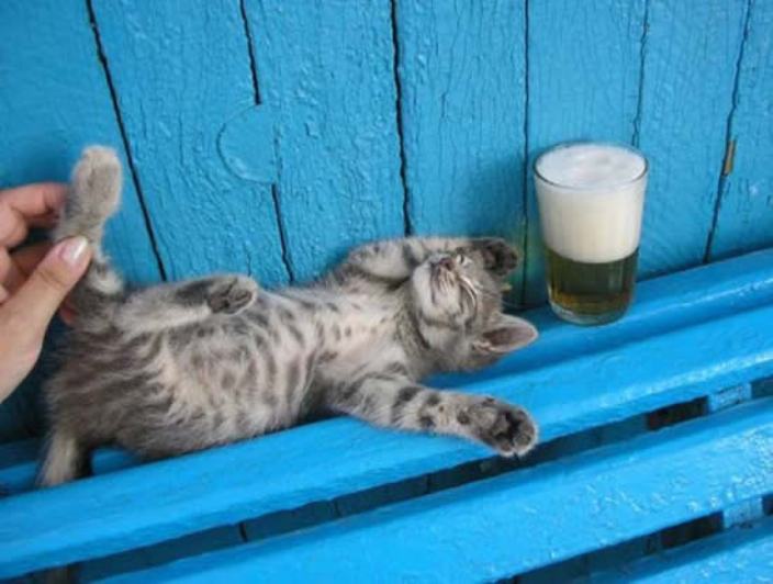 [gatos20080420_33.jpg]