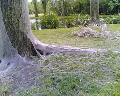 teias de aranhas incríveis fotos