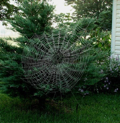 teias de aranhas incríveis fotos