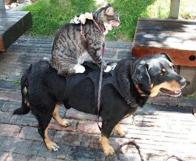 cães gatos cachorros montados