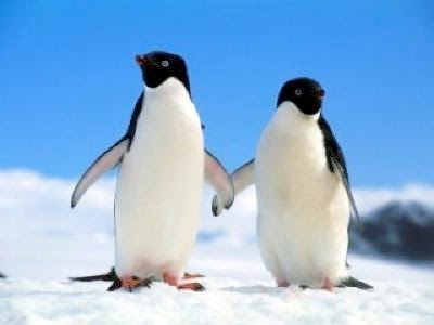 pinguins prostituição