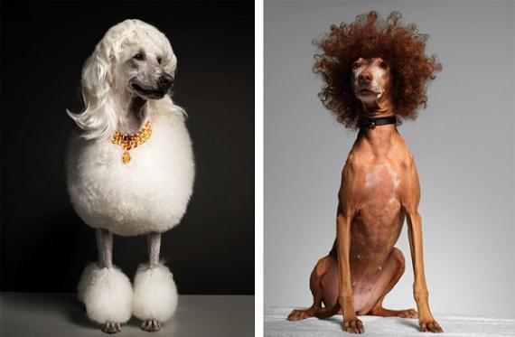 torkil gudnason cachorros penteados fashion