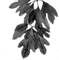 Appalachian Voices/appvoices.org Sassafras 'Sassafras Albidum'