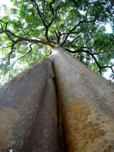 ALSTONIA ANGUSTILOBA