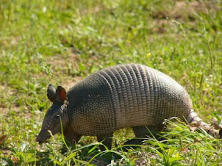 Armadillos.jpg (400×300)
