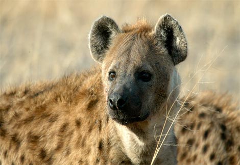 Spiffy Spotted Hyenas