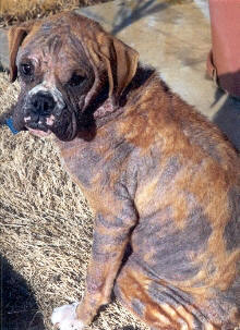 Canine Mange Pictures