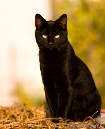 black cat black cat