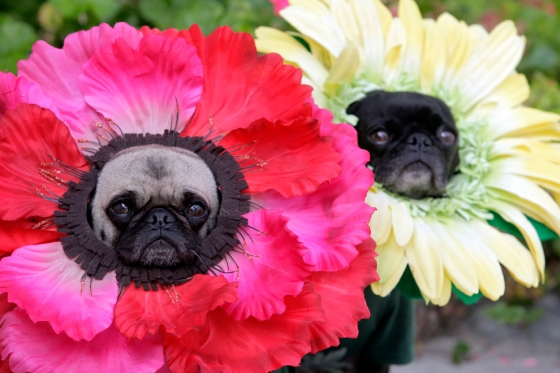 http://4.bp.blogspot.com/_0BuvID10bgY/TMyhdZINqxI/AAAAAAAADSg/RLxXQqD3rew/s1600/pug+flowers.jpeg