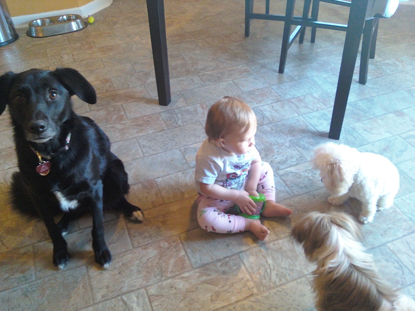 Are Cheerios Ok For Dogs To Eat Are Cheerios Ok For Dogs To Eat