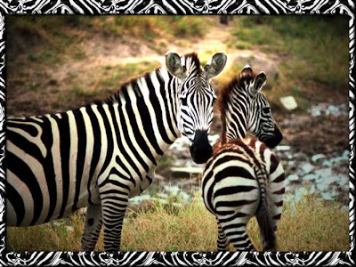 wallpaper boarder. Zebra Wallpaper Border