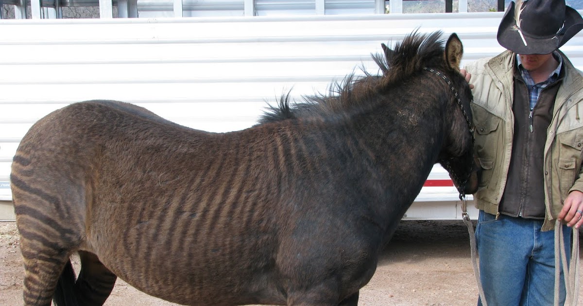 Granddad's Corner: DID YOU KNOW: Zorse?