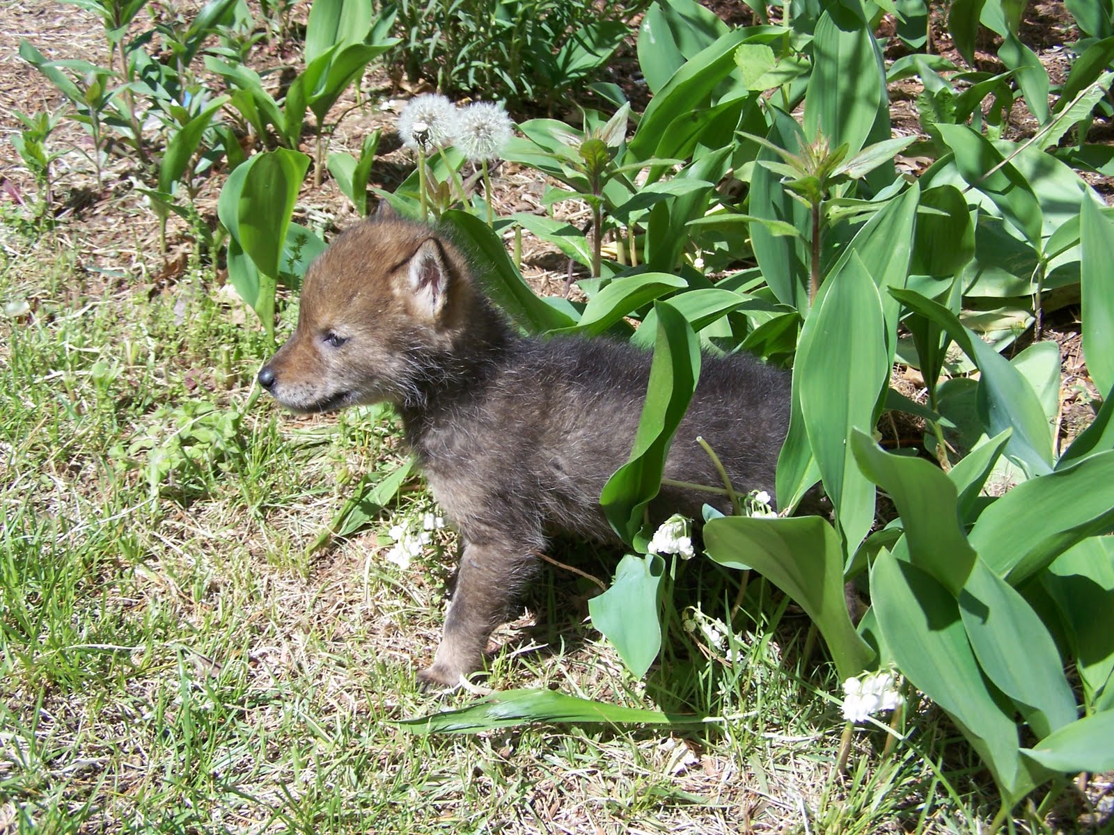 The Laughing Raccoon: The coyote pups move on.