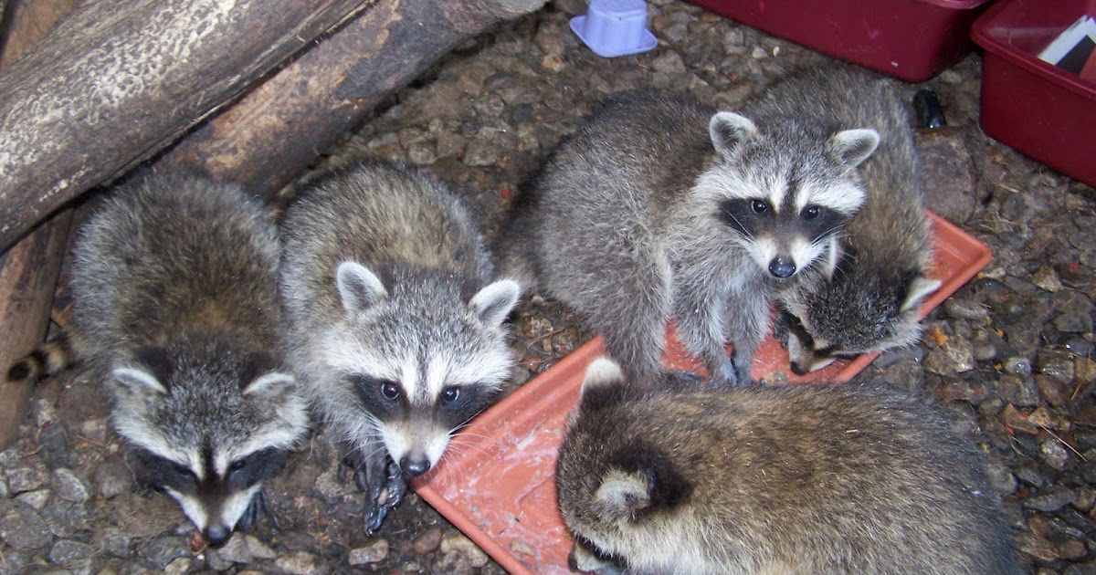 The Laughing Raccoon Mangy coons!