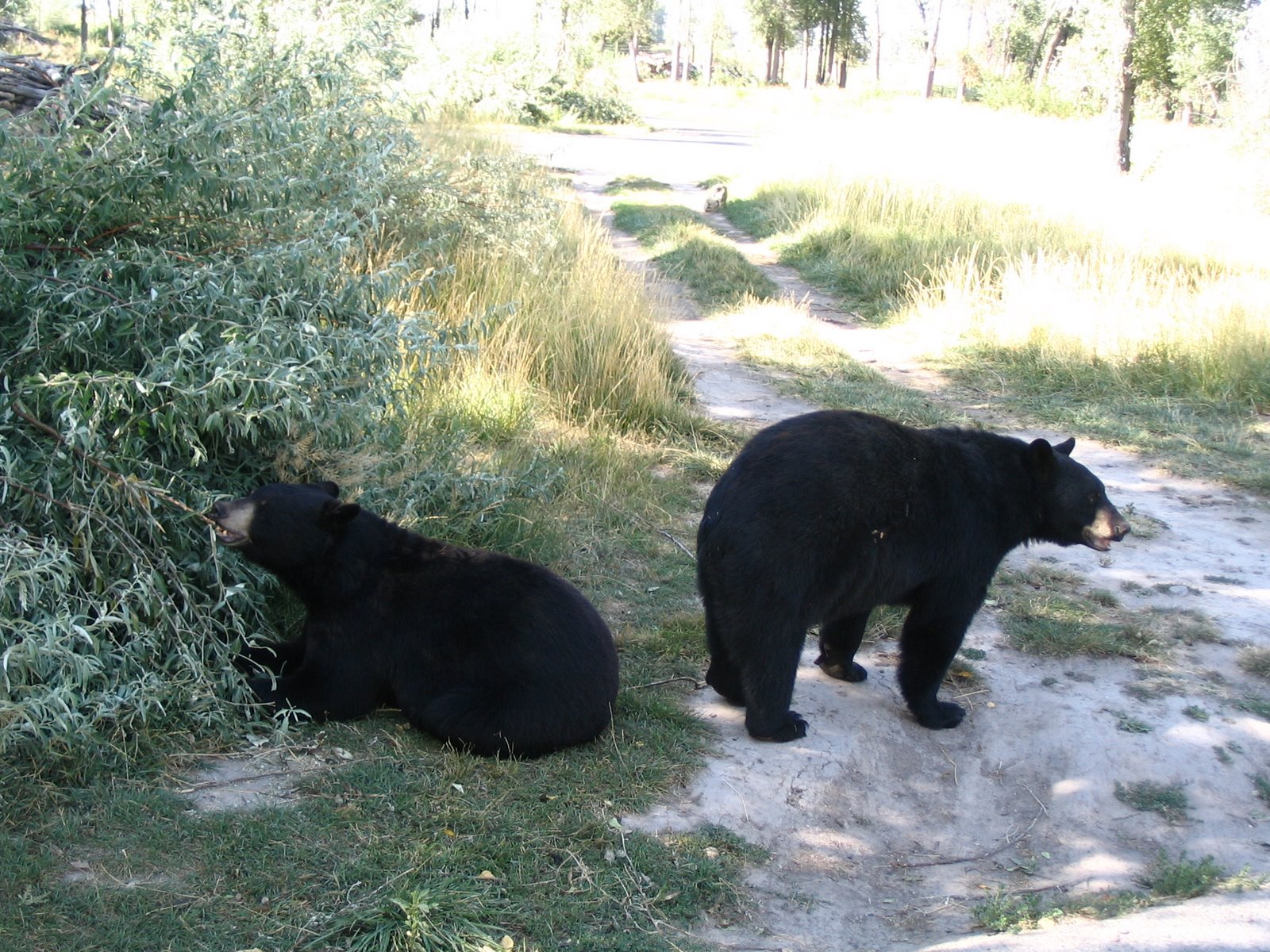 Black Bears at Bearworld