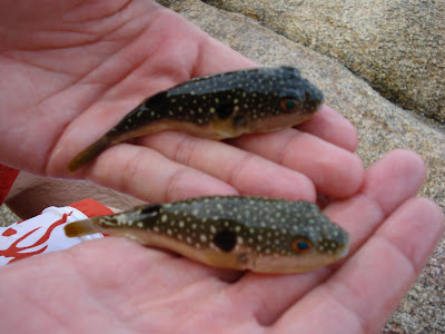 Ben's Madison Fishing Log Finally identified, Takifugu niphobles