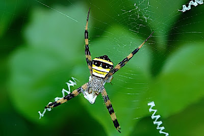All Spider Types