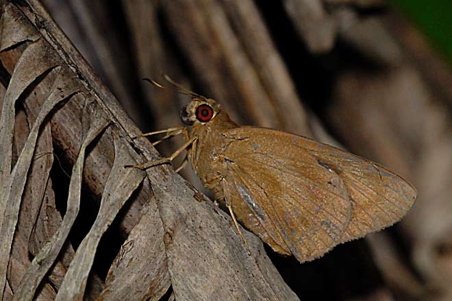 Banana Skipper