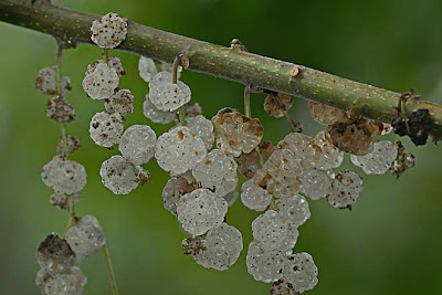 Native Mulberry