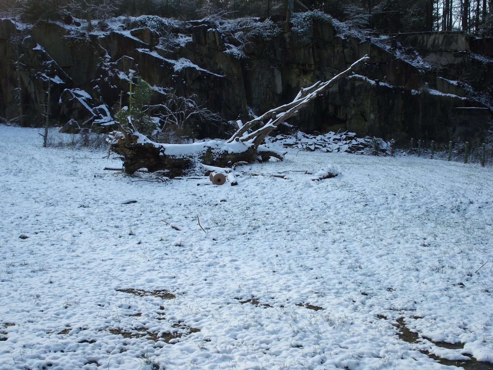 [bear+exhibit+snow.jpg]