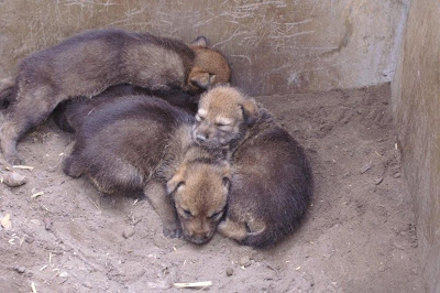 red wolf puppy